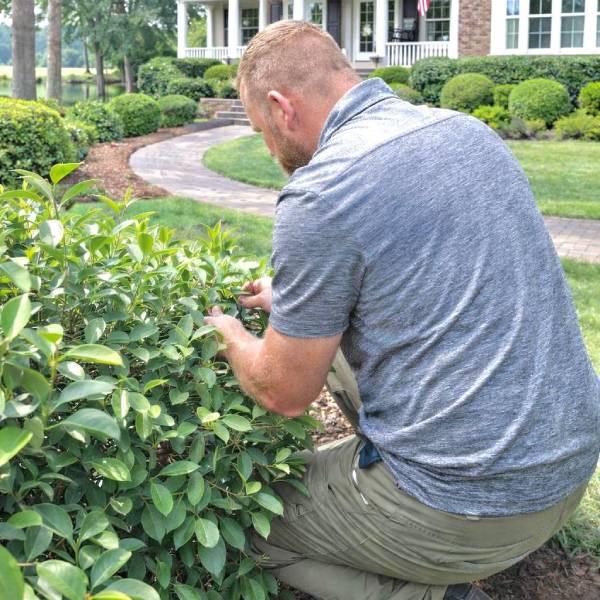 Aftercare Landscaping Checkup
